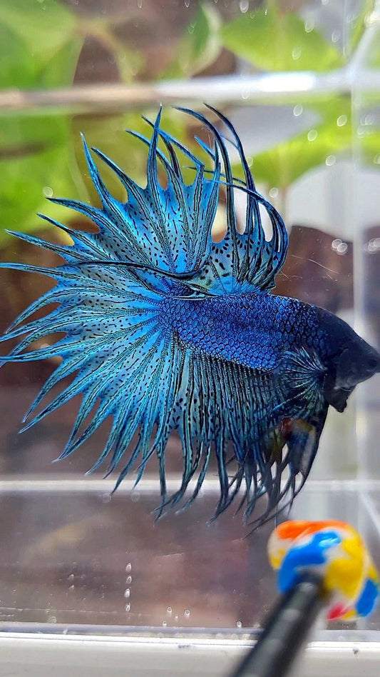 KING CROWNTAIL BLUE GREEN TURQUOISE BETTA FISH
