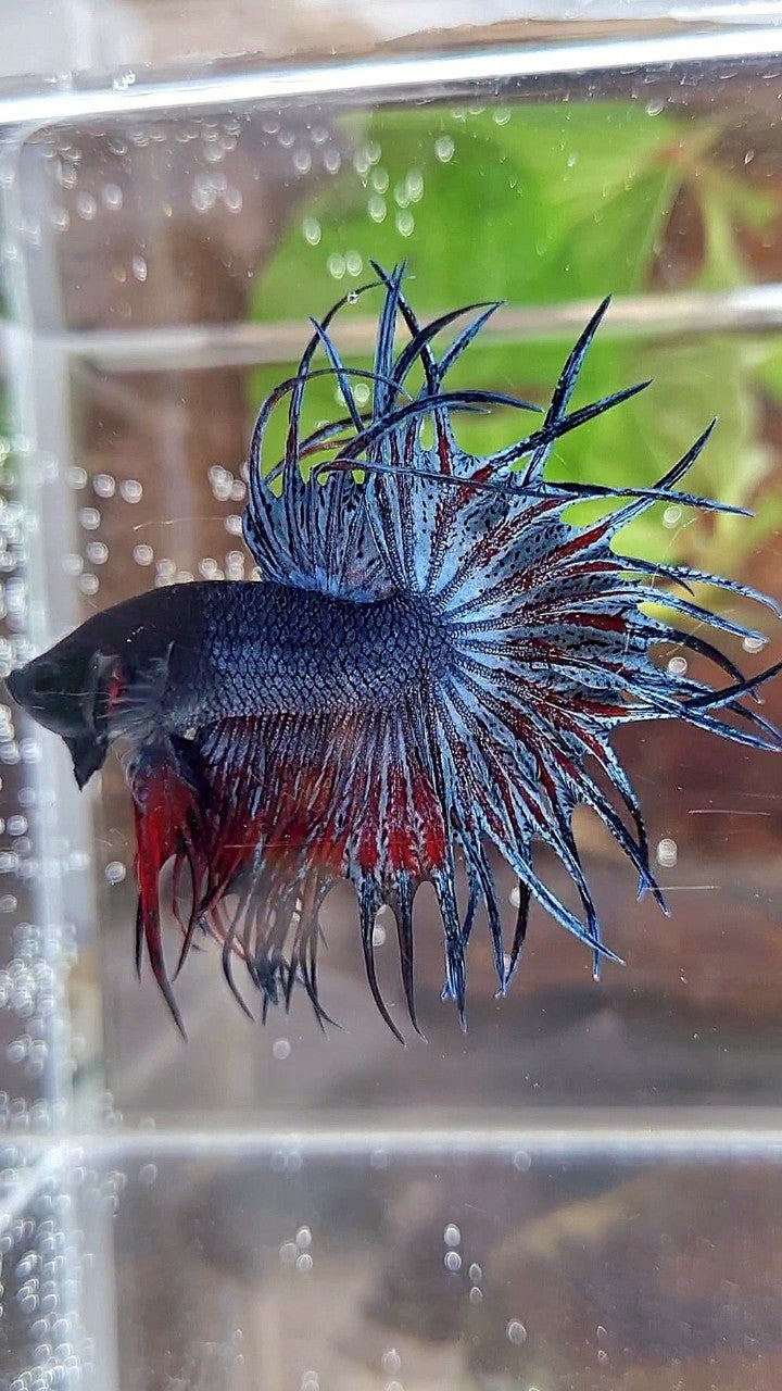 KING CROWNTAIL BLUE GRAY RED BETTA FISH