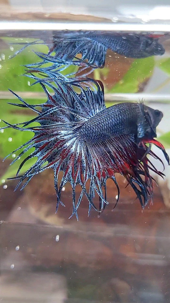 KING CROWNTAIL BLUE GRAY RED BETTA FISH