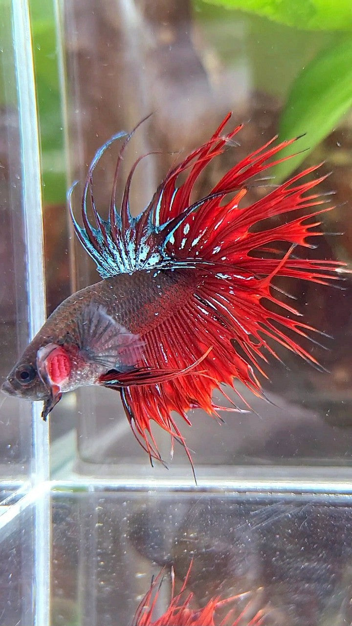 CROWNTAIL BLACK GALAXY AVATAR VAMPIRE BETTA FISH
