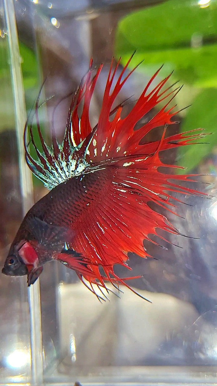 CROWNTAIL BLACK GALAXY AVATAR VAMPIRE BETTA FISH
