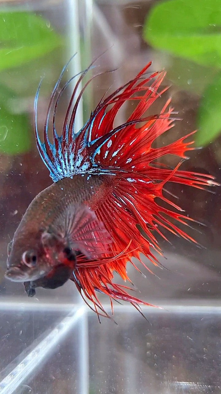 CROWNTAIL BLACK GALAXY AVATAR VAMPIRE BETTA FISH
