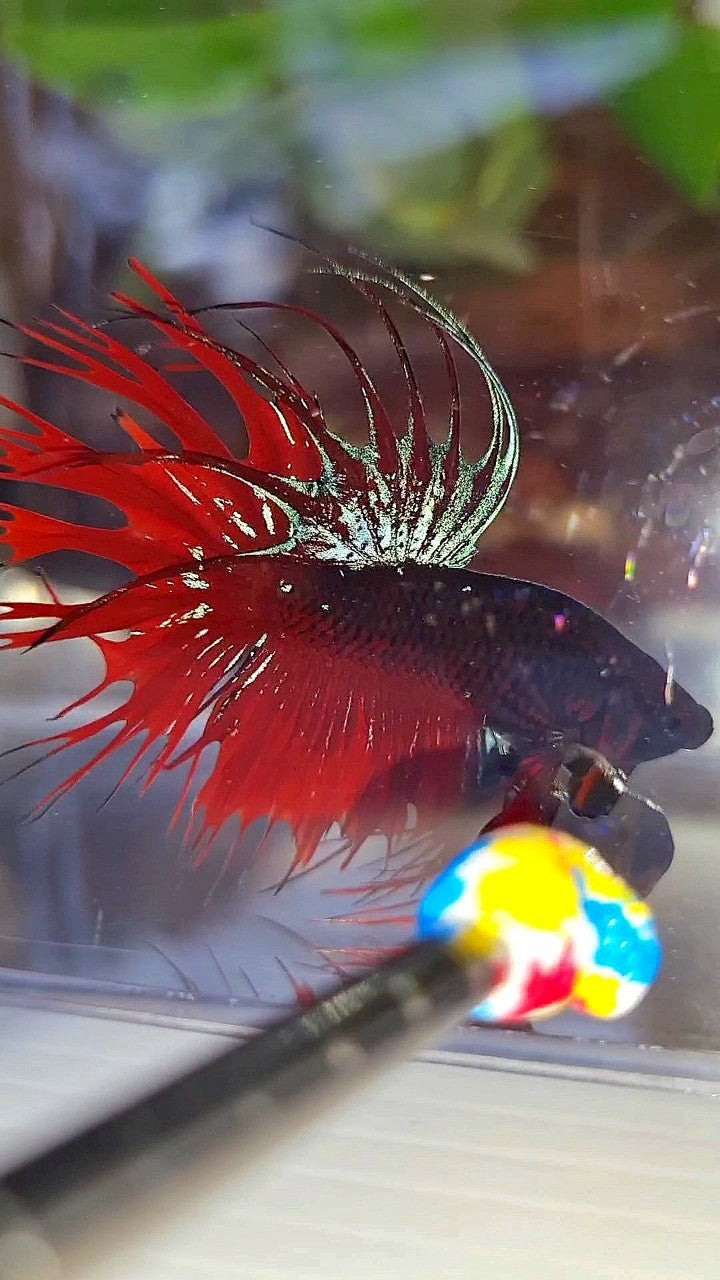 CROWNTAIL BLACK GALAXY AVATAR VAMPIRE BETTA FISH