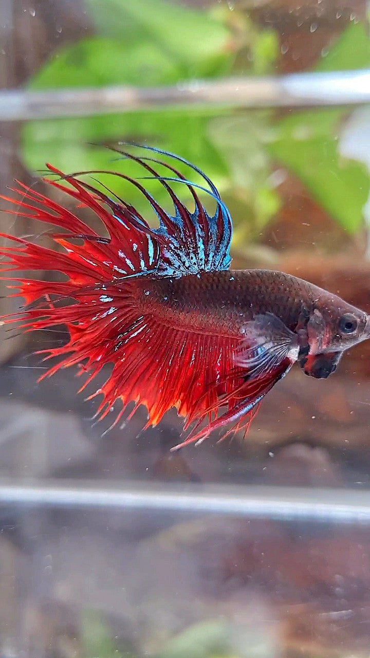 CROWNTAIL BLACK GALAXY AVATAR VAMPIRE BETTA FISH