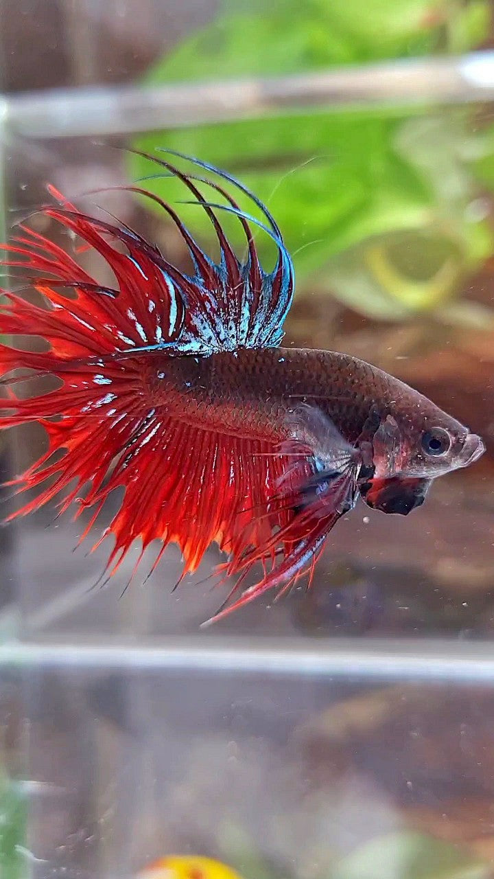 CROWNTAIL BLACK GALAXY AVATAR VAMPIRE BETTA FISH