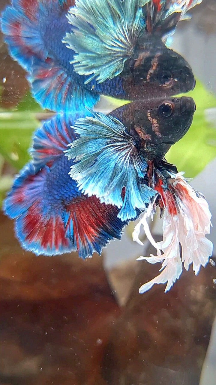LUXURY SUPER KING PLAKAT DOUBLE TAIL DUMBO EAR BLUE GREEN TURQUOISE BETTA FISH