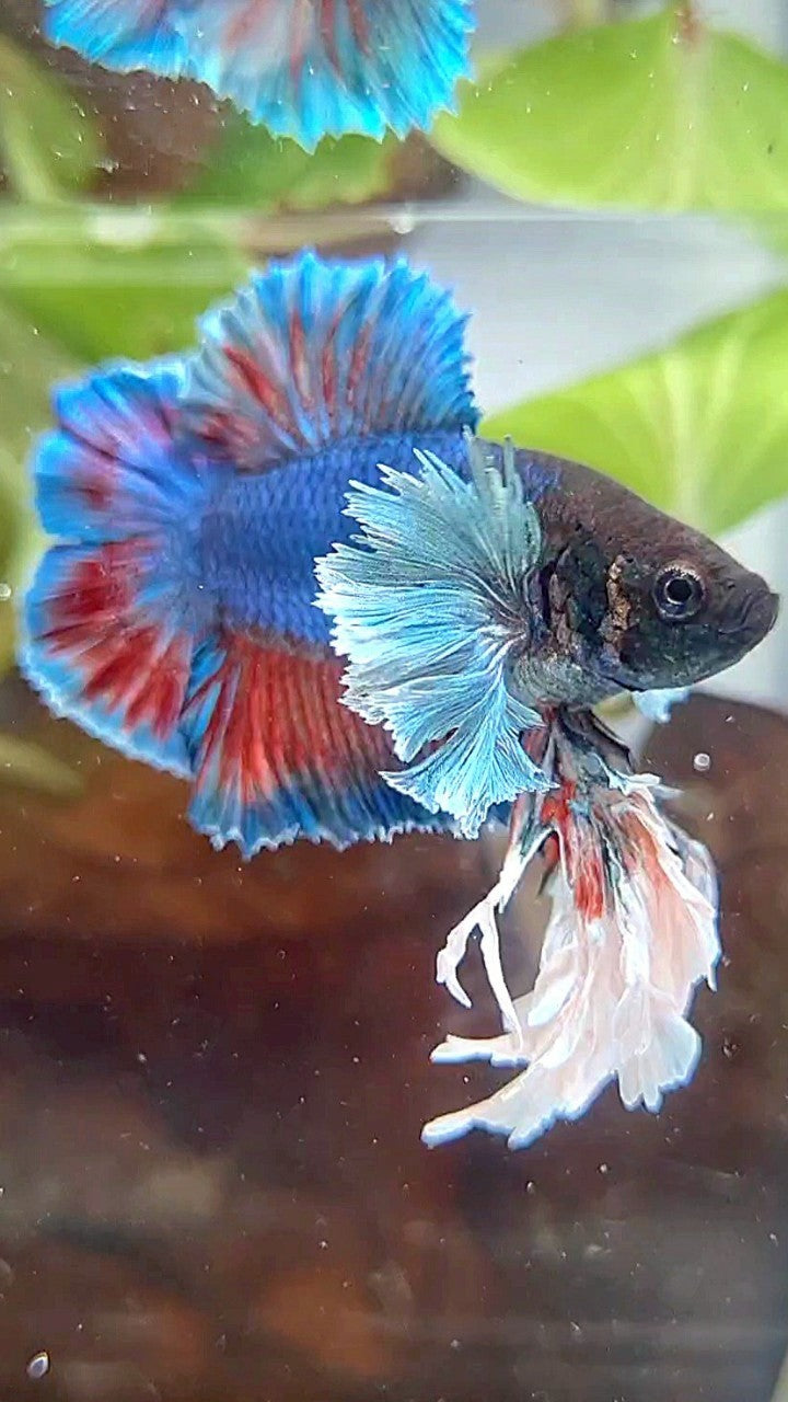 LUXURY SUPER KING PLAKAT DOUBLE TAIL DUMBO EAR BLUE GREEN TURQUOISE BETTA FISH