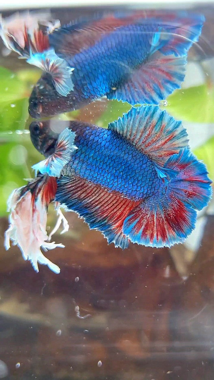 LUXURY SUPER KING PLAKAT DOUBLE TAIL DUMBO EAR BLUE GREEN TURQUOISE BETTA FISH