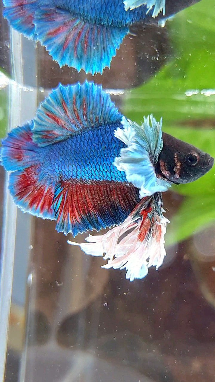 LUXURY SUPER KING PLAKAT DOUBLE TAIL DUMBO EAR BLUE GREEN TURQUOISE BETTA FISH