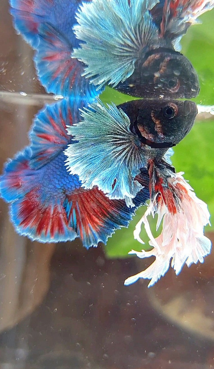 LUXURY SUPER KING PLAKAT DOUBLE TAIL DUMBO EAR BLUE GREEN TURQUOISE BETTA FISH