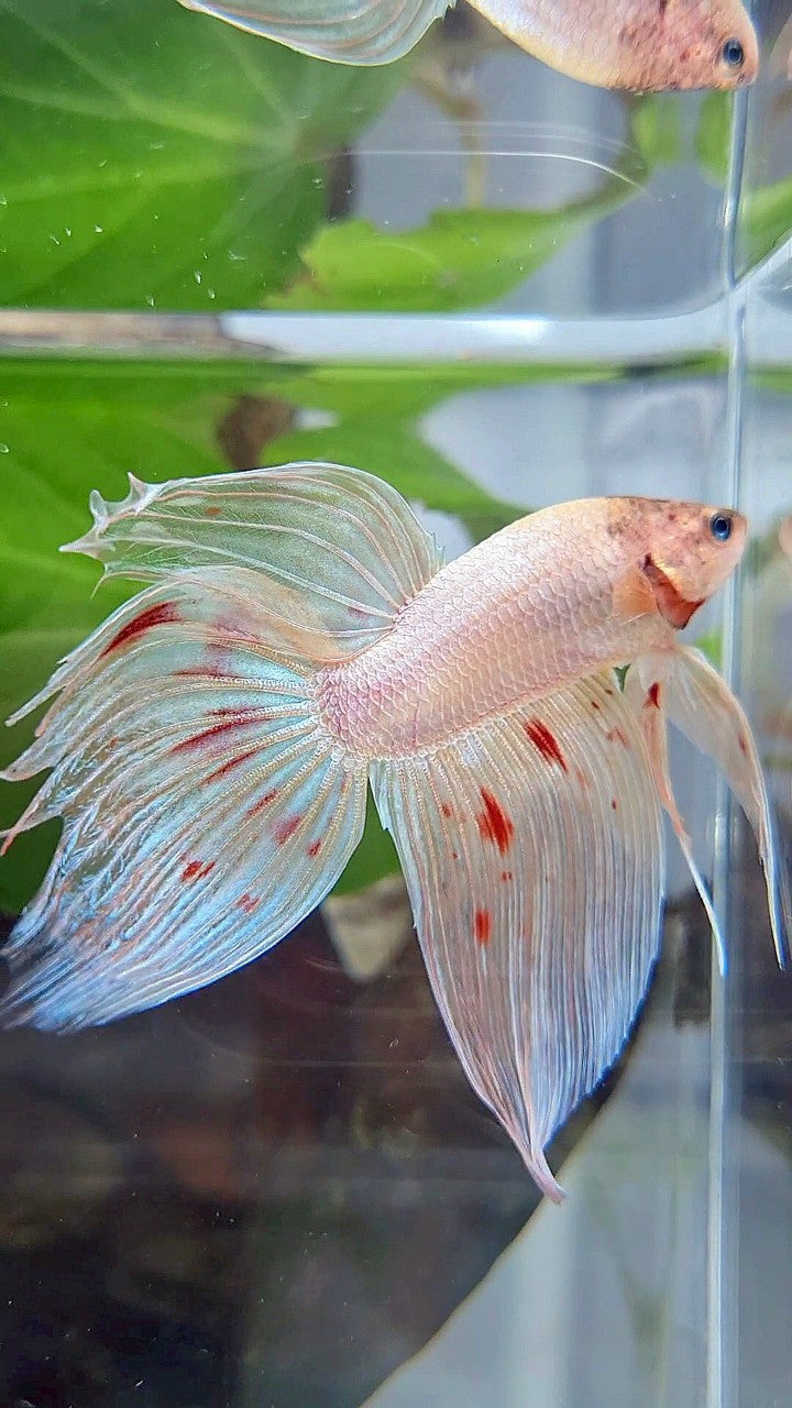 XL VEILTAIL ORANGE SILVER ARMAGEDDON BETTA FISH