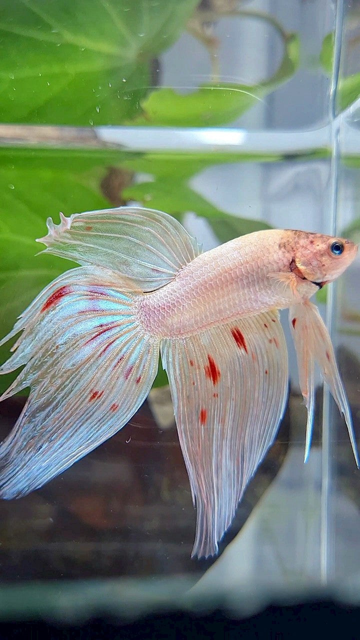 XL VEILTAIL ORANGE SILVER ARMAGEDDON BETTA FISH