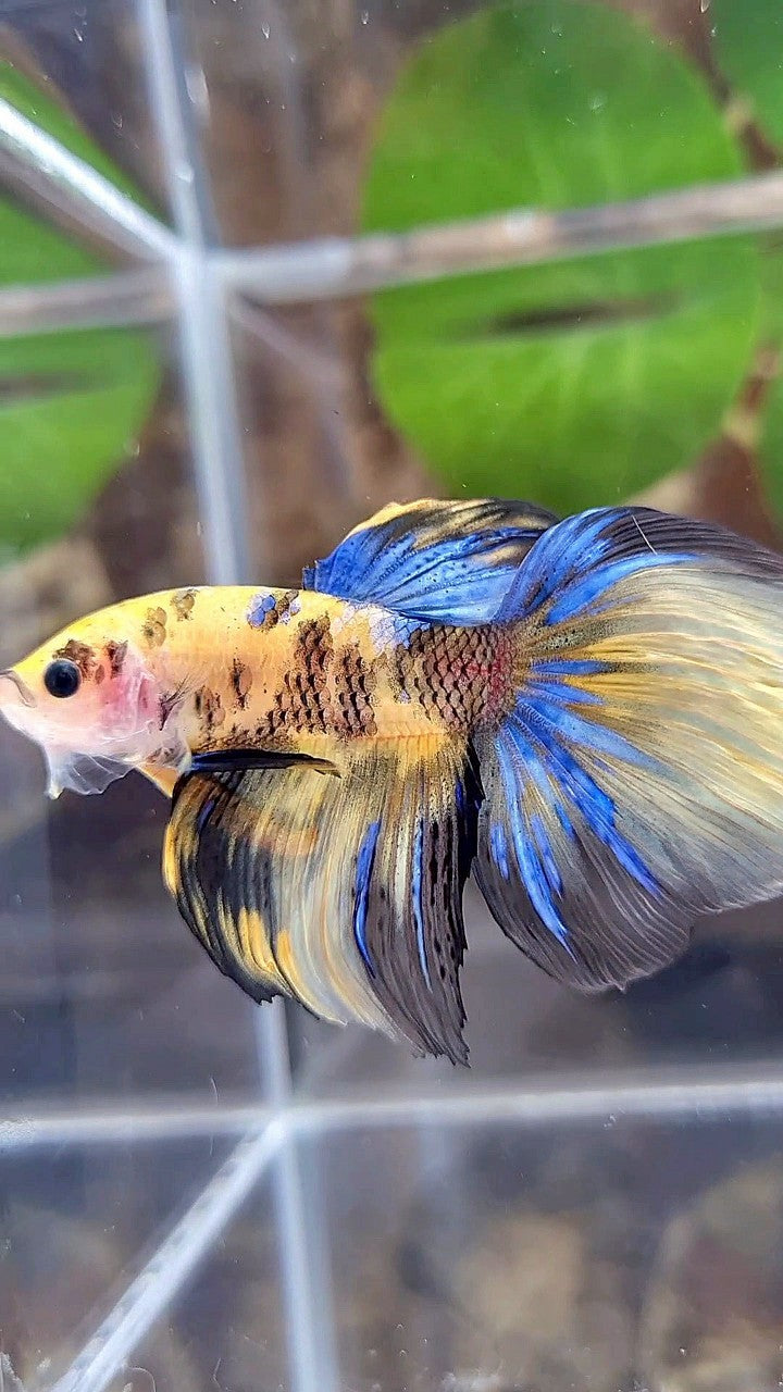 HALFMOON YELLOW KOI GALAXY TIGER MULTICOLOR BETTA FISH