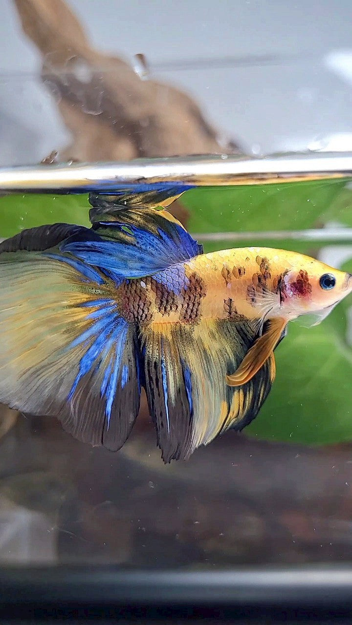 HALFMOON YELLOW KOI GALAXY TIGER MULTICOLOR BETTA FISH
