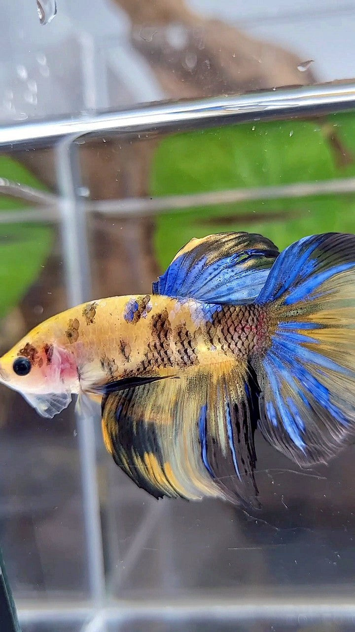 HALFMOON YELLOW KOI GALAXY TIGER MULTICOLOR BETTA FISH
