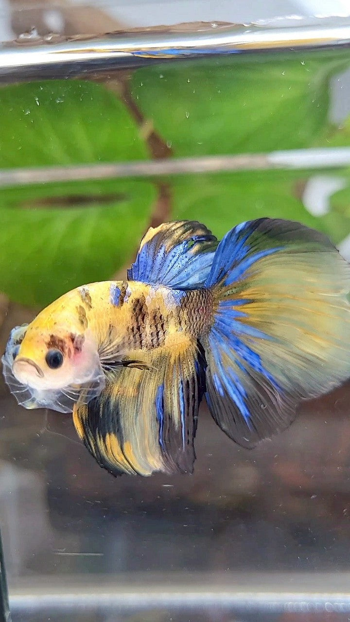 HALFMOON YELLOW KOI GALAXY TIGER MULTICOLOR BETTA FISH