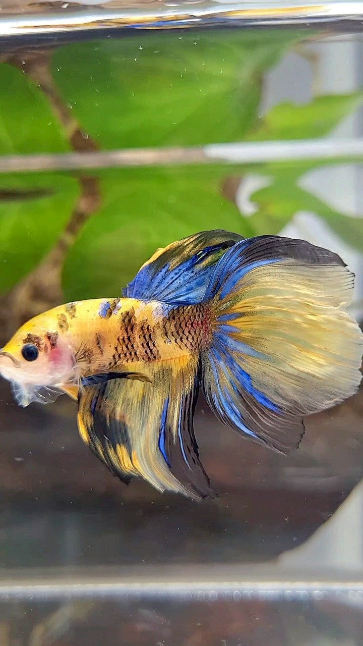 HALFMOON YELLOW KOI GALAXY TIGER MULTICOLOR BETTA FISH