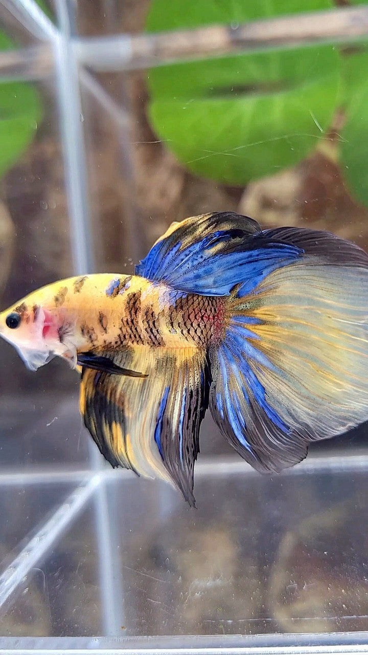 HALFMOON YELLOW KOI GALAXY TIGER MULTICOLOR BETTA FISH