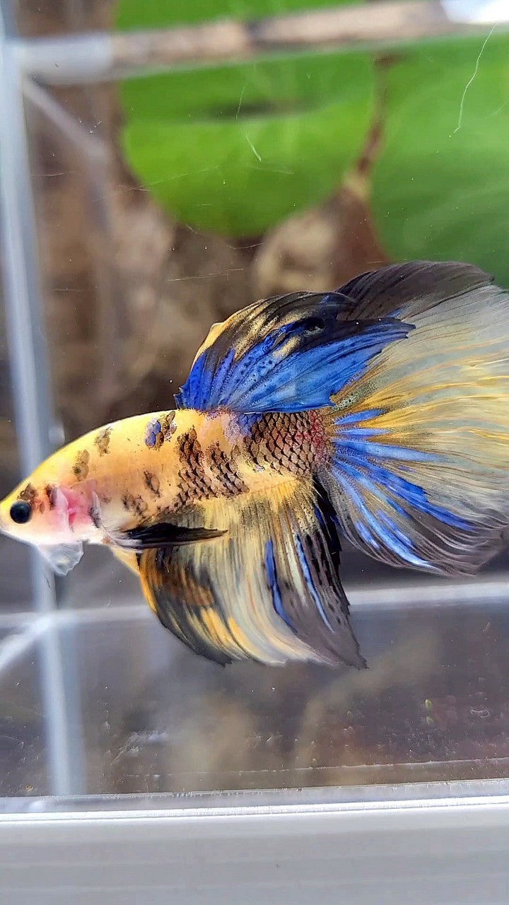 HALFMOON YELLOW KOI GALAXY TIGER MULTICOLOR BETTA FISH