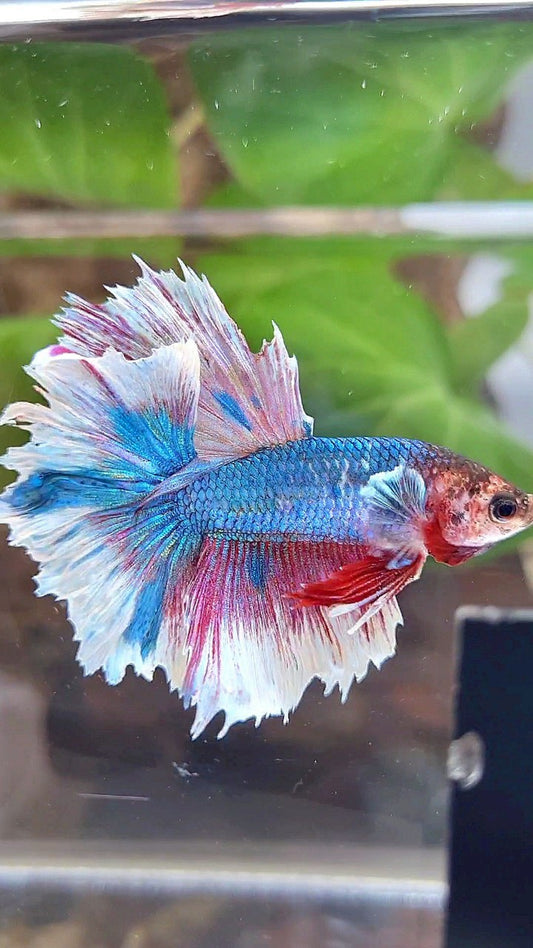 HALFMOON ROSETAIL BLUE WHITE FANCY PINK BETTA FISH