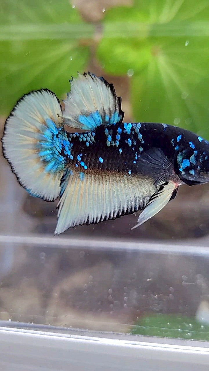 GIANT PLAKAT BO 4CM BLACK GALAXY BLUE AVATAR YELLOW BETTA FISH