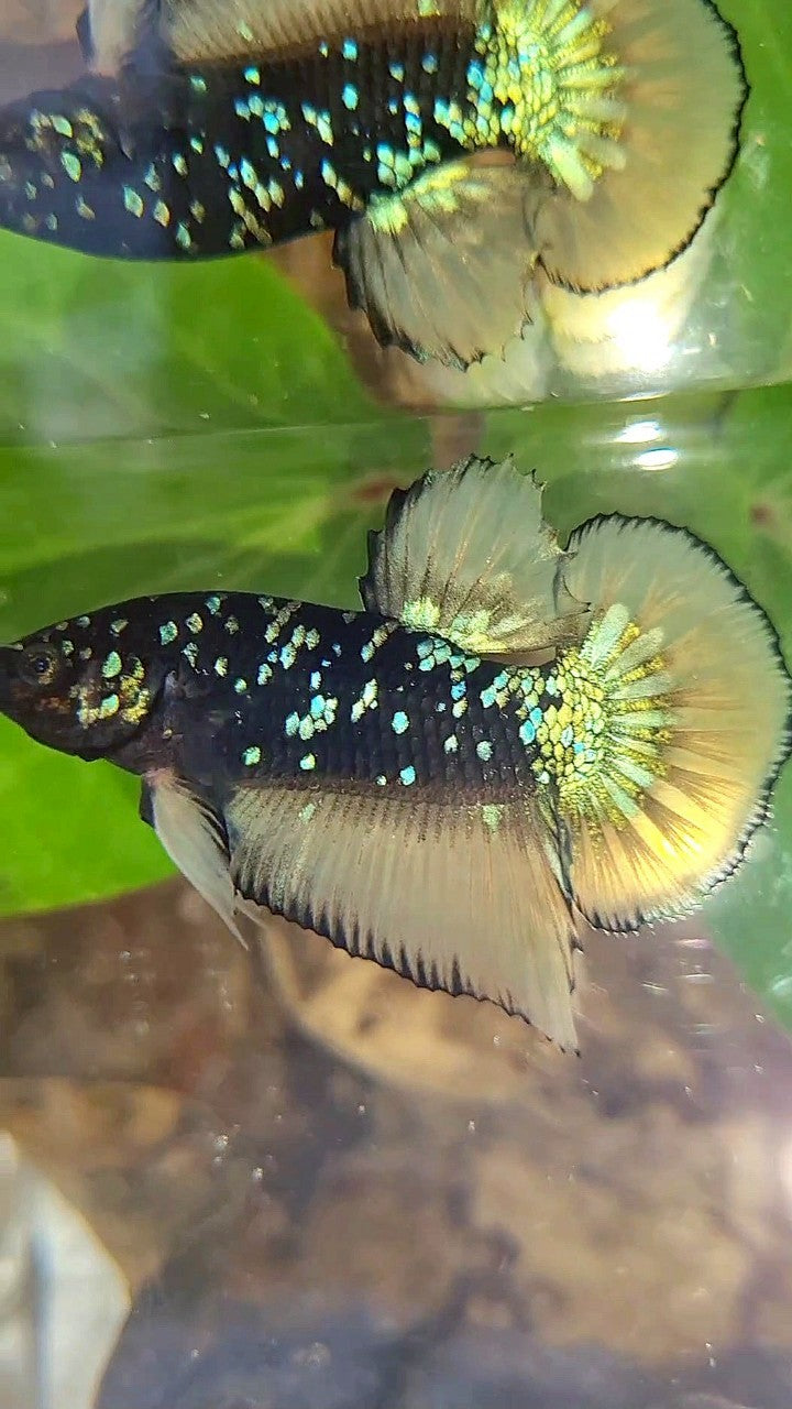 GIANT PLAKAT BO 4CM BLACK GALAXY BLUE AVATAR YELLOW BETTA FISH