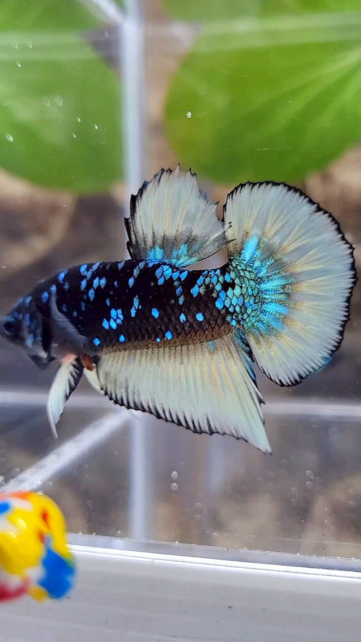GIANT PLAKAT BO 4CM BLACK GALAXY BLUE AVATAR YELLOW BETTA FISH
