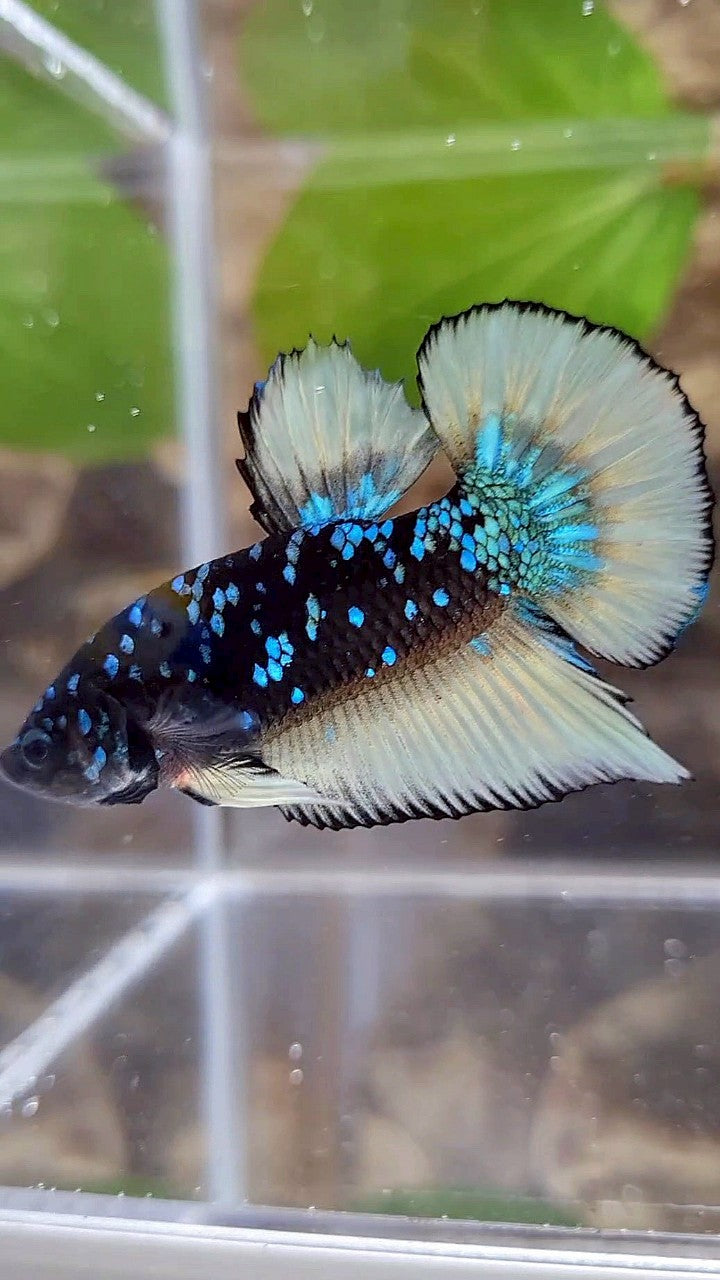 GIANT PLAKAT BO 4CM BLACK GALAXY BLUE AVATAR YELLOW BETTA FISH