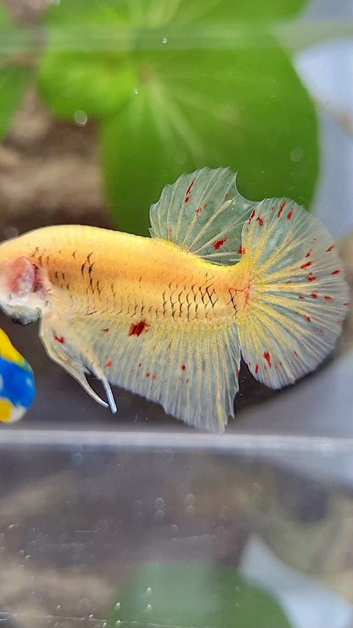 Vanda Color Betta PLAKAT VANDA YELLOW BETTA FISH – Rare Betta Fish Store