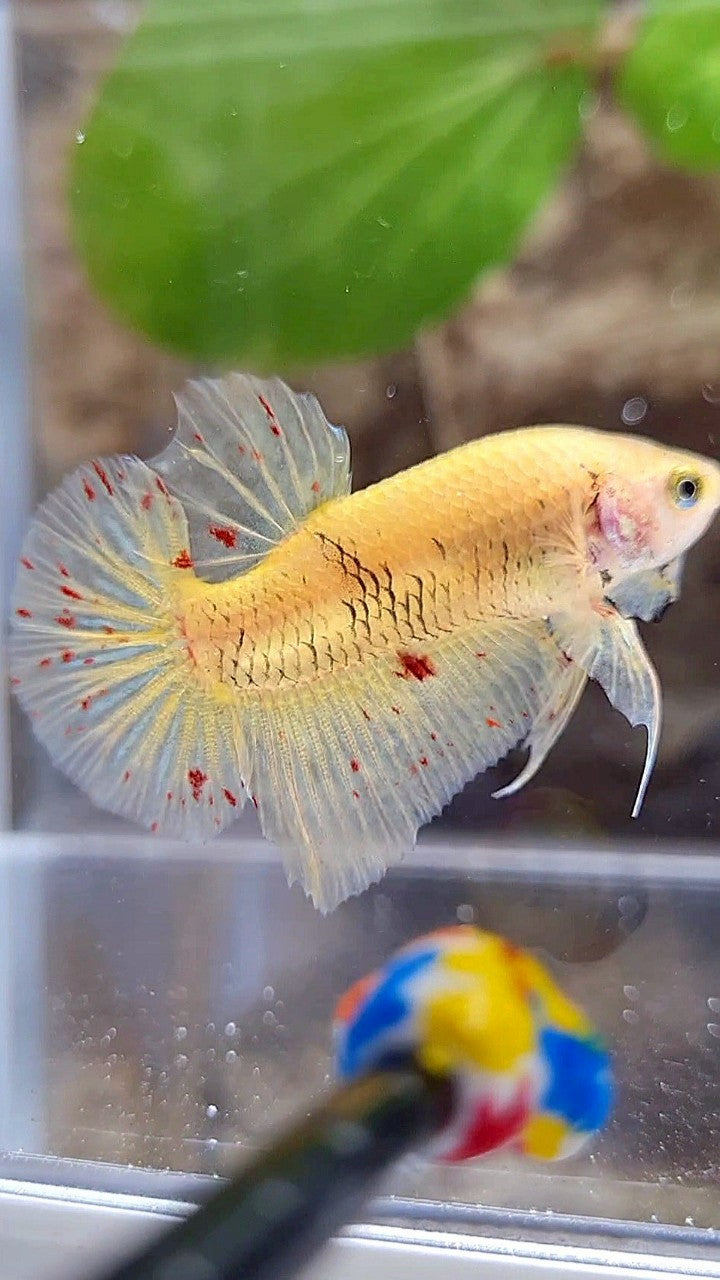 Vanda Color Betta PLAKAT VANDA YELLOW BETTA FISH – Rare Betta Fish Store
