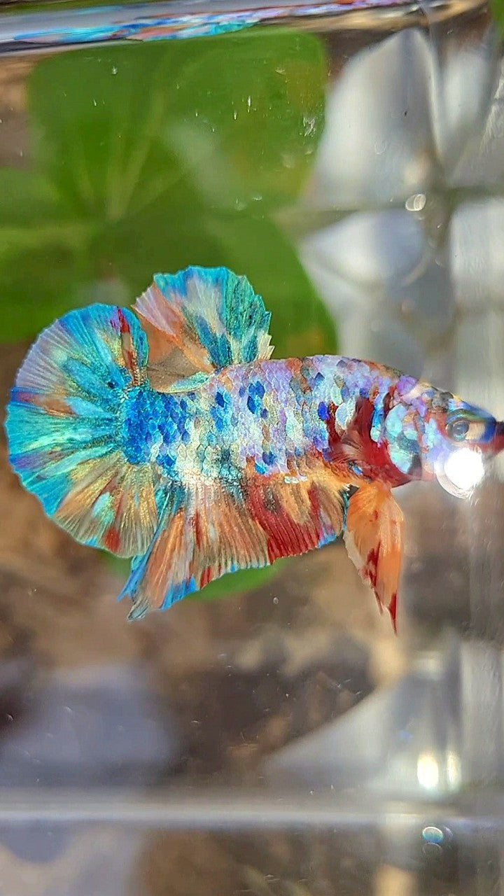 PLAKAT GALAXY RAINBOW MULTICOLOR BETTA FISH