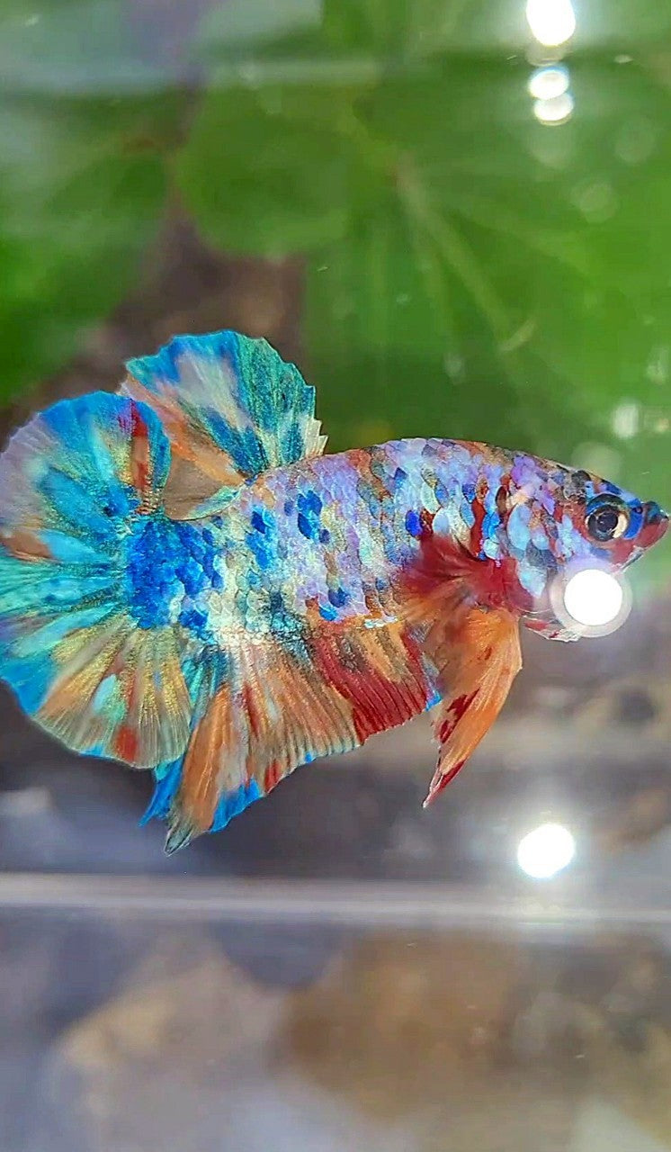 PLAKAT GALAXY RAINBOW MULTICOLOR BETTA FISH