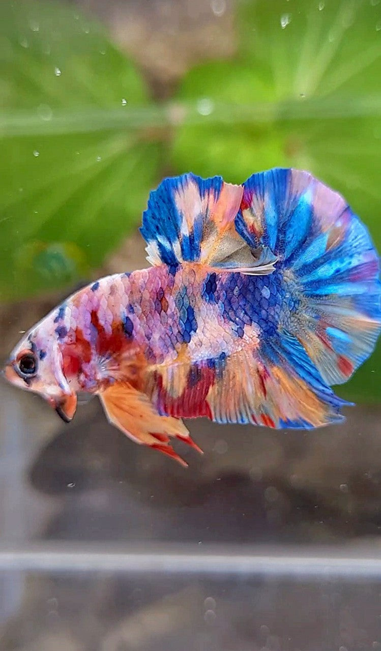 PLAKAT GALAXY RAINBOW MULTICOLOR BETTA FISH