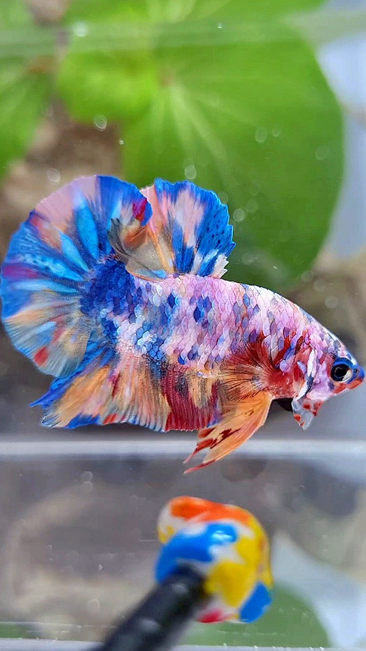 PLAKAT GALAXY RAINBOW MULTICOLOR BETTA FISH