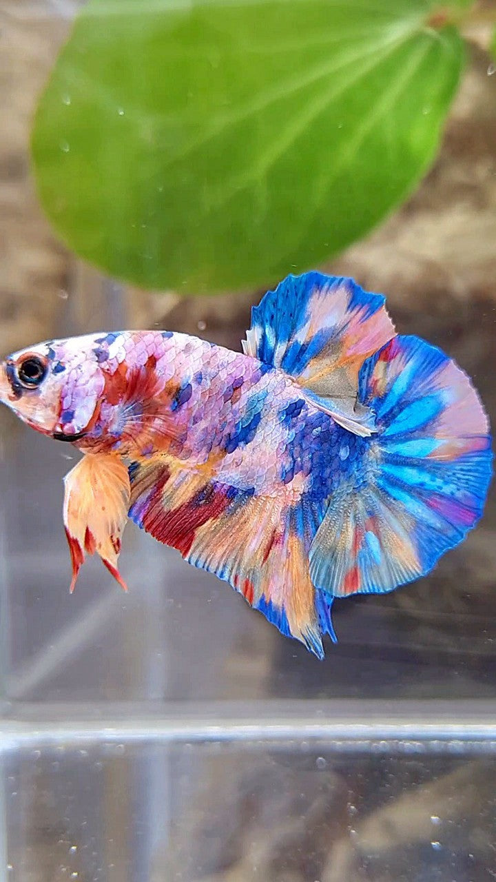 PLAKAT GALAXY RAINBOW MULTICOLOR BETTA FISH