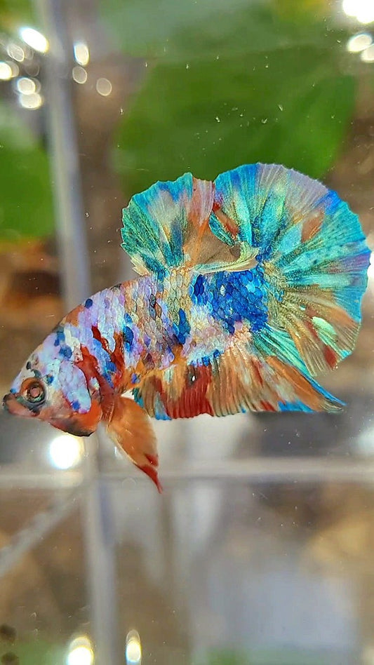 PLAKAT GALAXY RAINBOW MULTICOLOR BETTA FISH