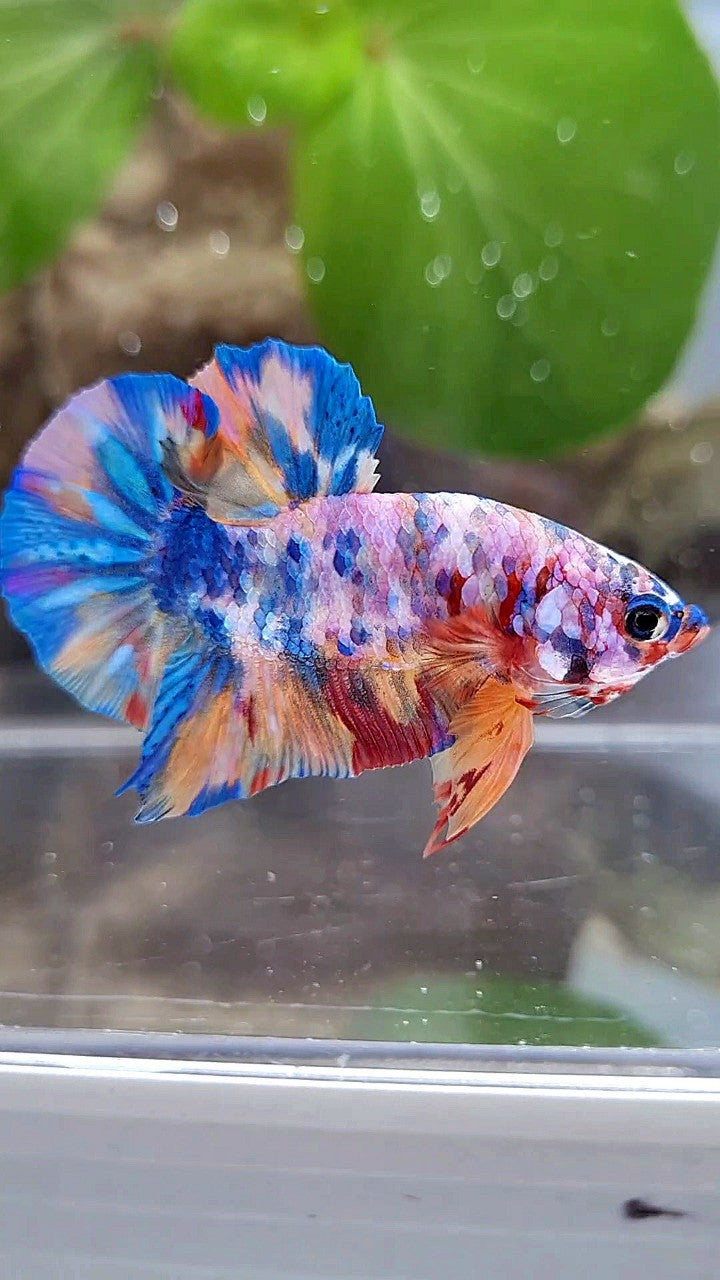 PLAKAT GALAXY RAINBOW MULTICOLOR BETTA FISH
