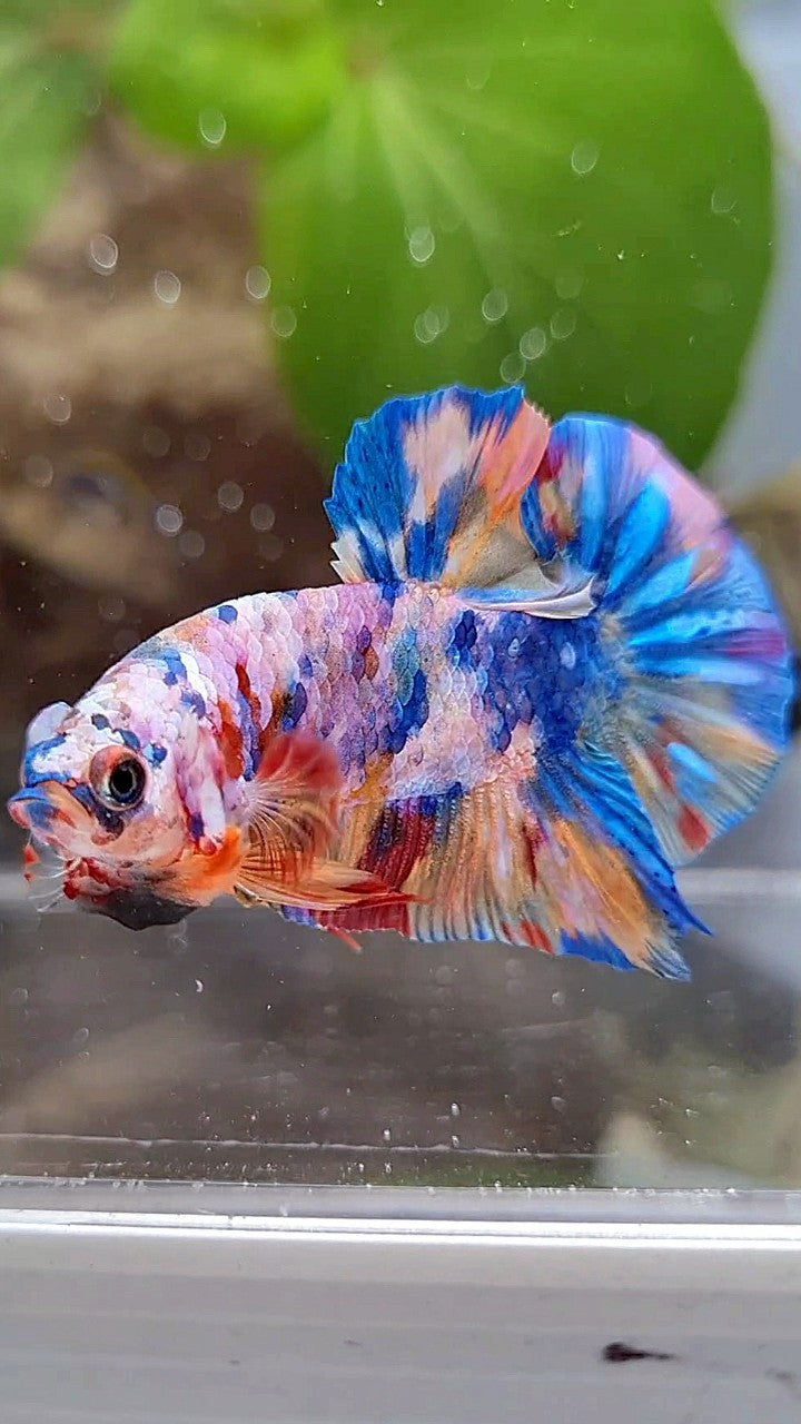 PLAKAT GALAXY RAINBOW MULTICOLOR BETTA FISH