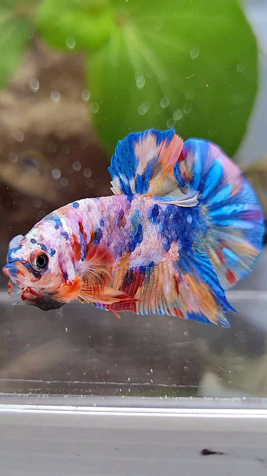 PLAKAT GALAXY RAINBOW MULTICOLOR BETTA FISH