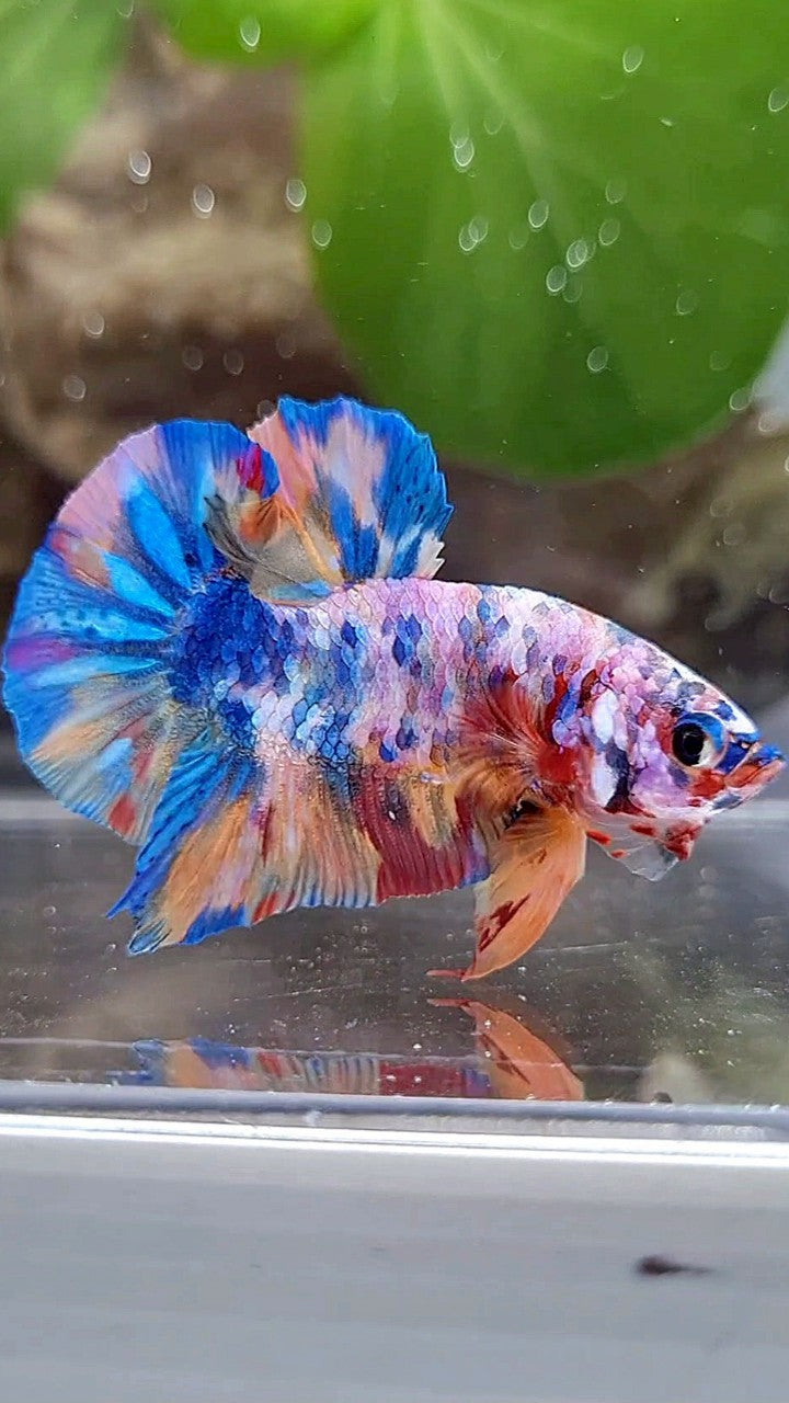 PLAKAT GALAXY RAINBOW MULTICOLOR BETTA FISH