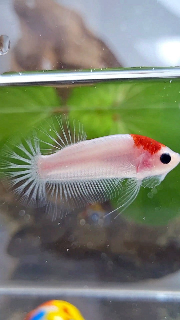 PLAKAT RED TANCHO KOI BETTA FISH