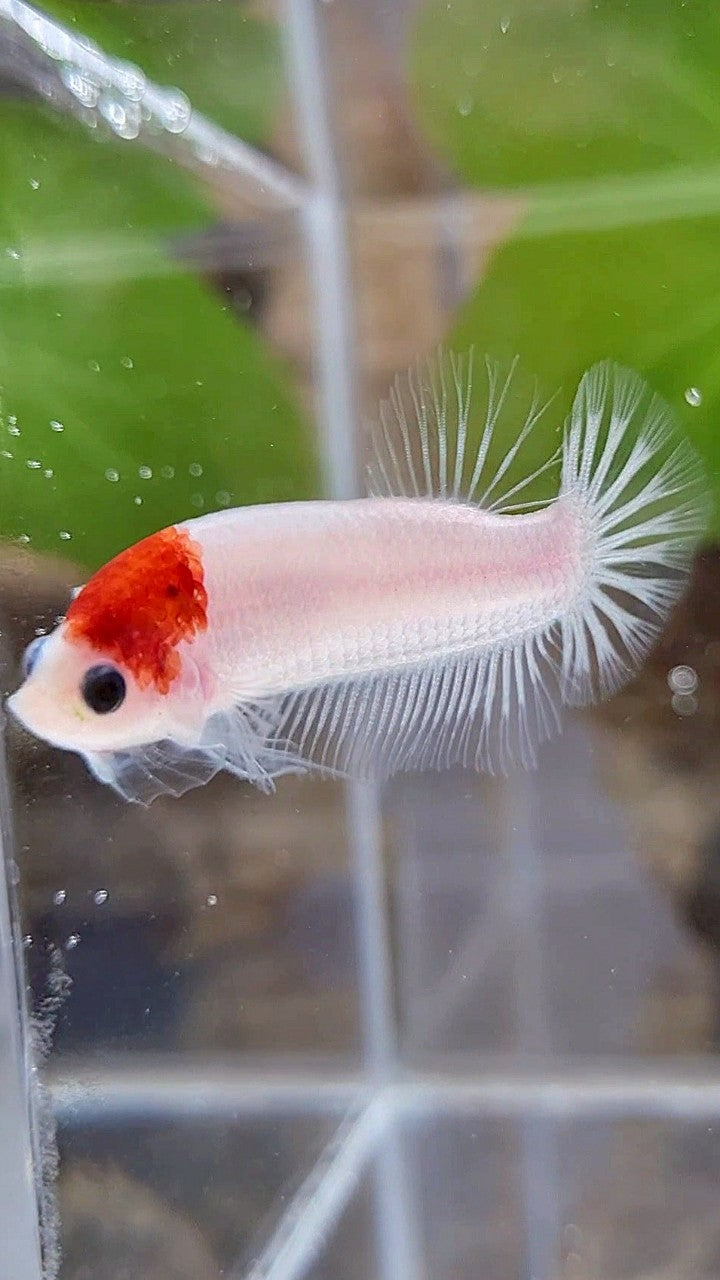 PLAKAT RED TANCHO KOI BETTA FISH
