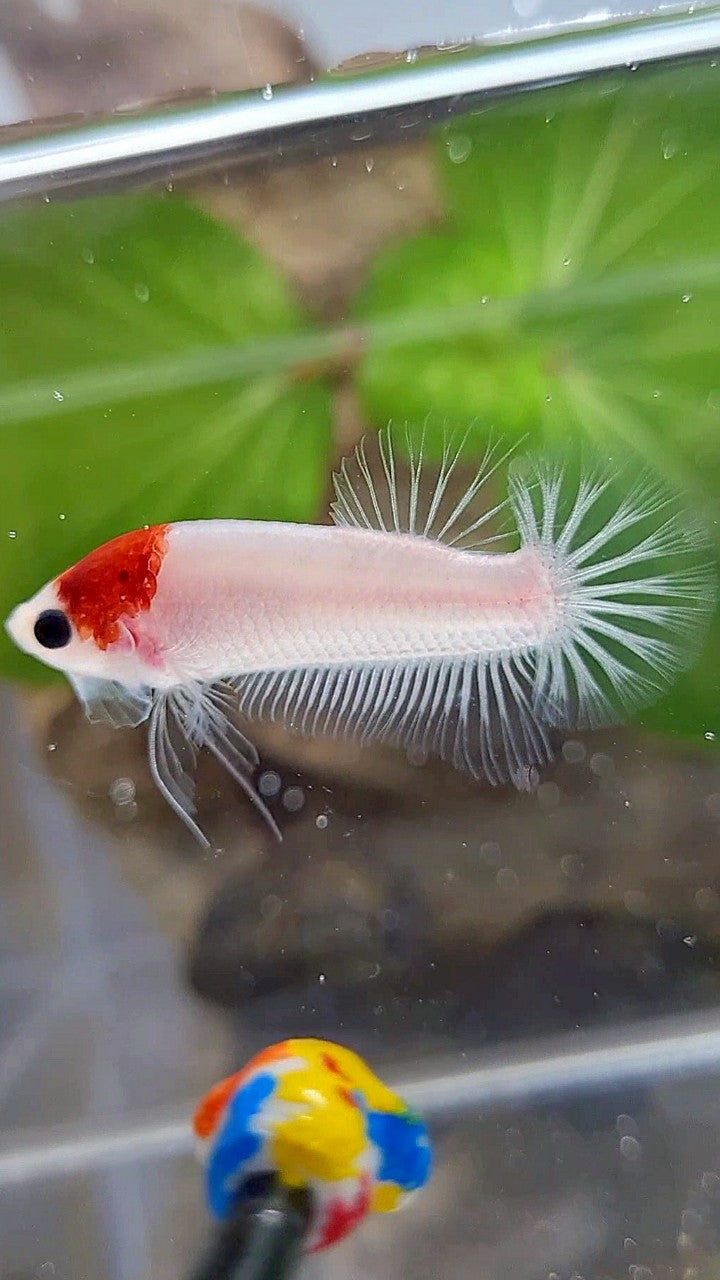 PLAKAT RED TANCHO KOI BETTA FISH
