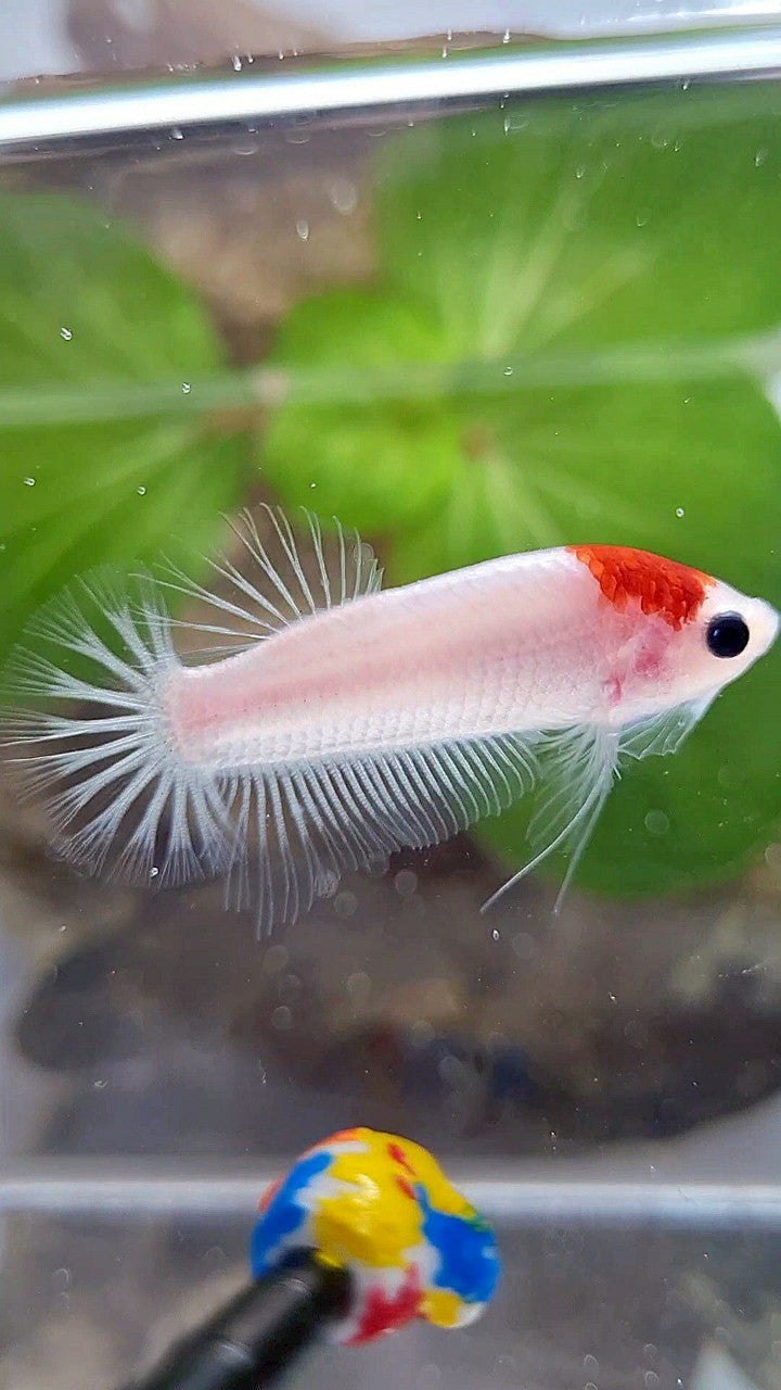 PLAKAT RED TANCHO KOI BETTA FISH