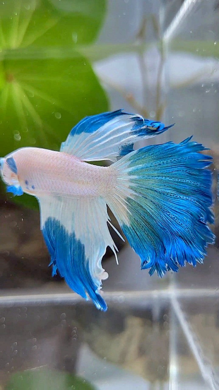 HALFMOON ROSETAIL BLUE RIM BETTA FISH