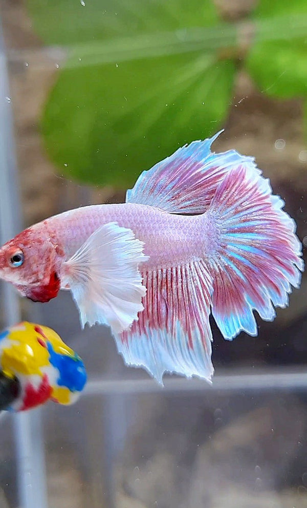 HALFMOON DUMBO EAR LAVENDER BETTA FISH – Rare Betta Fish Store