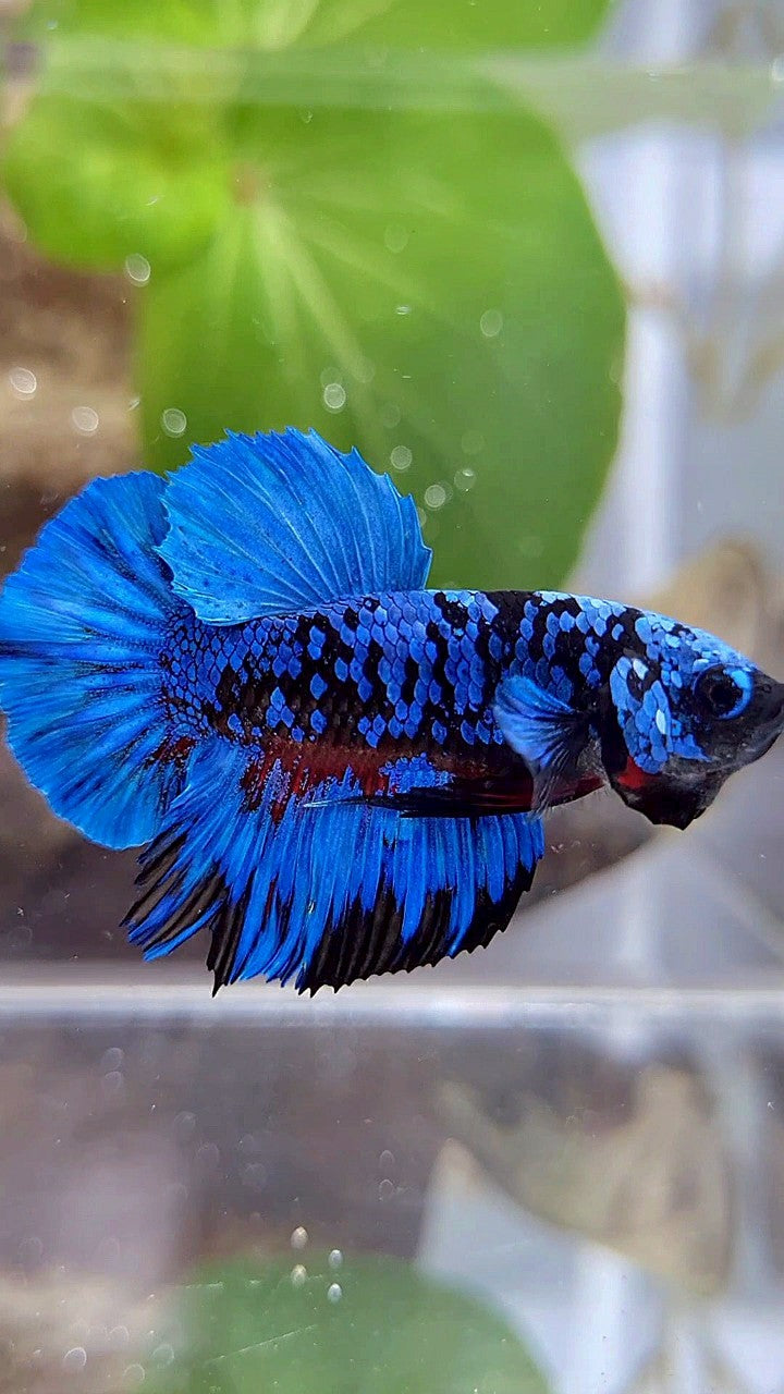 PLAKAT BLACK GALAXY BLUE AVATAR BETTA FISH