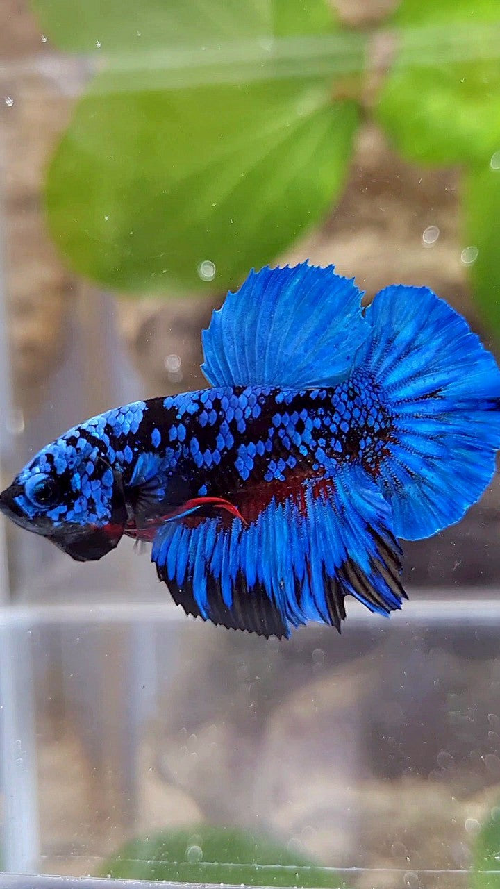 PLAKAT BLACK GALAXY BLUE AVATAR BETTA FISH