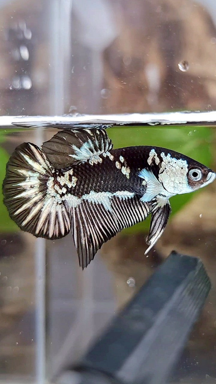 PLAKAT BLACK MAMBA SNOW MASKING BETTA FISH