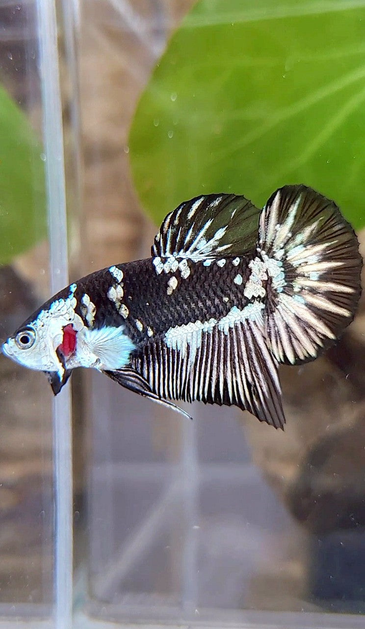PLAKAT BLACK MAMBA SNOW MASKING BETTA FISH